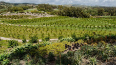 Pictured: An ROC-certified, California-based apricot farm which supplies to Patagonia Provisions. Image: Keri Oberly for Patagonia